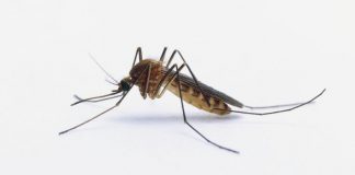 Mosquitos testam positivo para vírus possivelmente fatal nos EUA