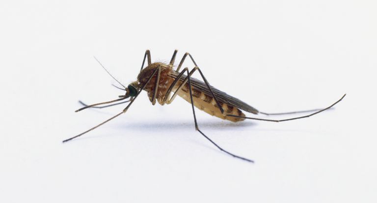Mosquitos testam positivo para vírus possivelmente fatal nos EUA