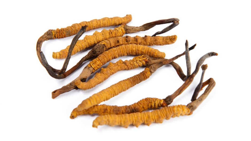 Medicamento contra o câncer derivado do ‘fungo de lagarta’ do Himalaia se mostra promissor em ensaios clínicos