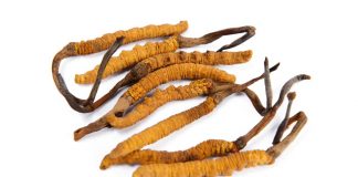 Medicamento contra o câncer derivado do ‘fungo de lagarta’ do Himalaia se mostra promissor em ensaios clínicos