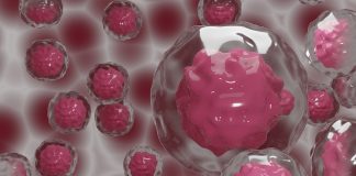 Cientistas australianos transformam gordura em células-tronco que podem curar órgãos danificados