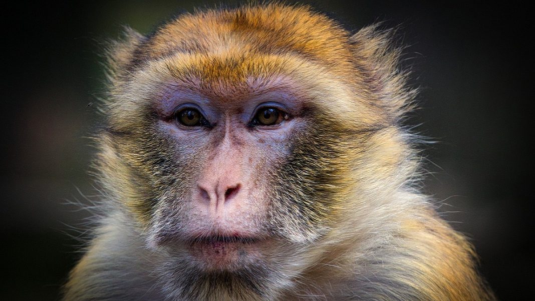 Equipe de pesquisa japonesa desenvolve vacina que mata HIV em macacos