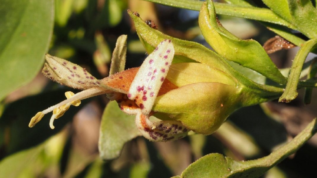 Uma antiga planta australiana pode nos ajudar na luta contra o câncer