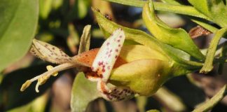 Uma antiga planta australiana pode nos ajudar na luta contra o câncer