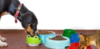 Pesquisa avalia presença de metais pesados em alimentos para cães e gatos