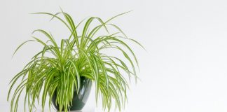Os principais benefícios das plantas domésticas para a saúde