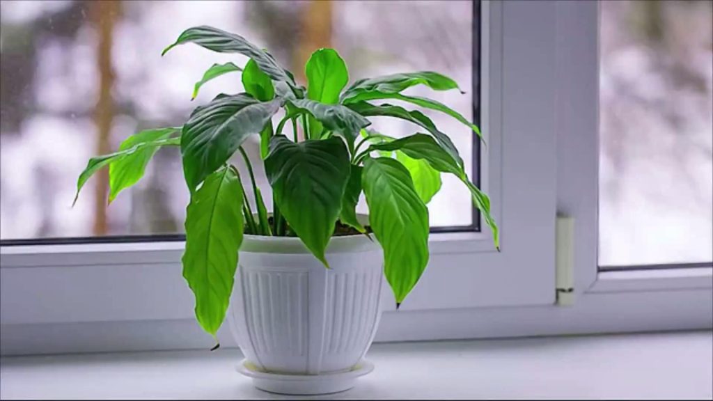 image 1024x576 - Os principais benefícios das plantas domésticas para a saúde