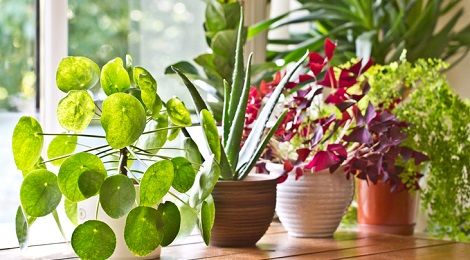 indoor plants and your health 1 - Os principais benefícios das plantas domésticas para a saúde