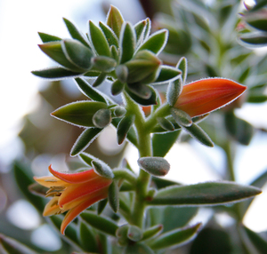 revistasaberesaude.com - Os principais benefícios das plantas domésticas para a saúde