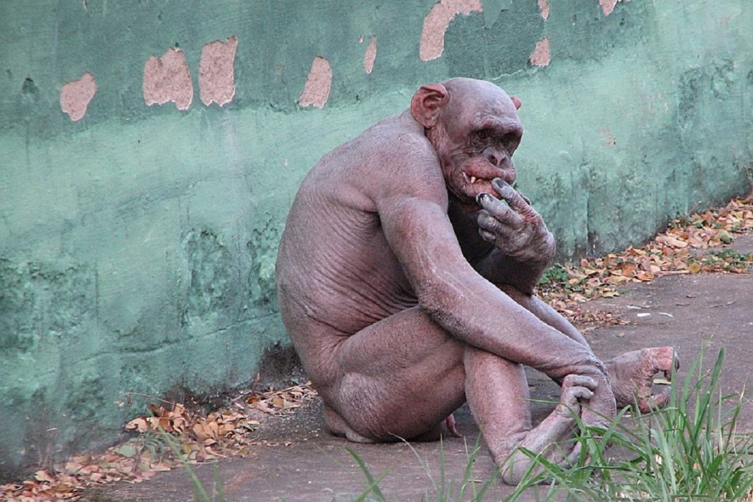 O que a Guerra dos Chimpanzés de Gombe nos ensinou sobre a natureza humana
