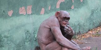 O que a Guerra dos Chimpanzés de Gombe nos ensinou sobre a natureza humana