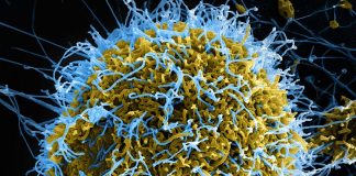 A próxima pandemia pode ser desencadeada por um vírus sintético