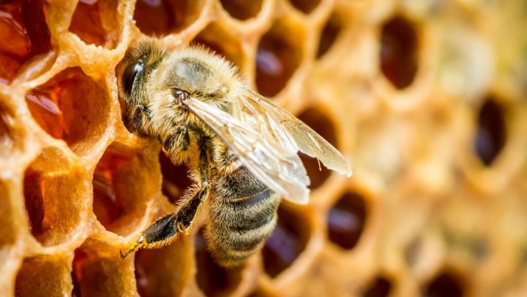 Pesquisadores criam um fungo que mata ácaros para salvar abelhas