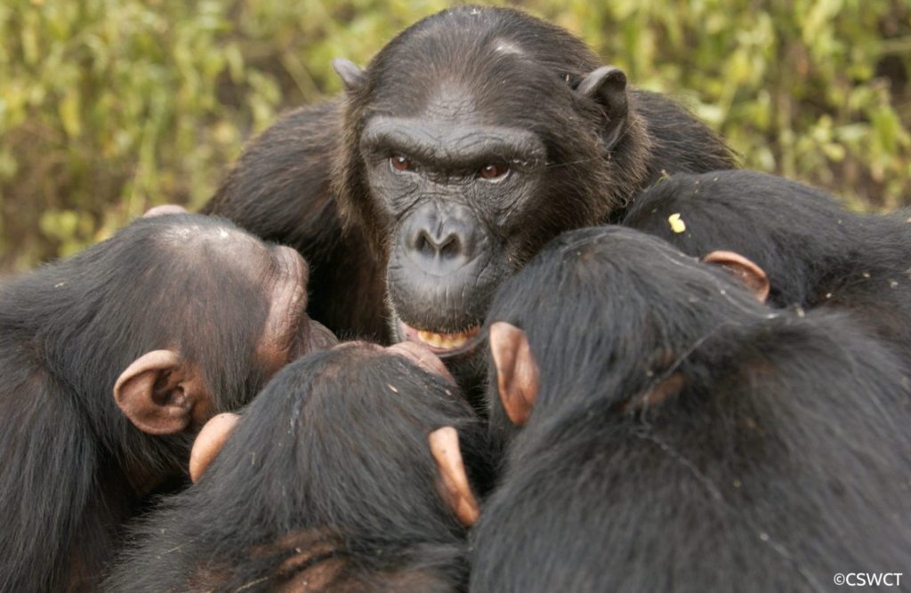 Ngambaisland2006 40 1024x667 - O que a Guerra dos Chimpanzés de Gombe nos ensinou sobre a natureza humana