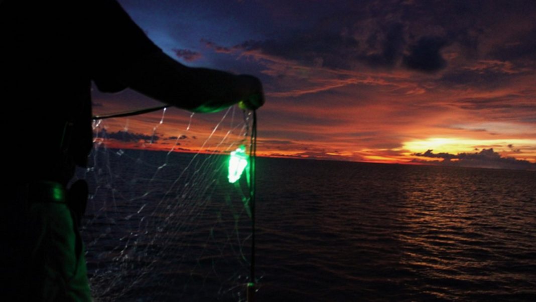 Luzes LED verdes simples salvam tubarões e tartarugas da captura acidental em redes de pesca