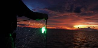 Luzes LED verdes simples salvam tubarões e tartarugas da captura acidental em redes de pesca