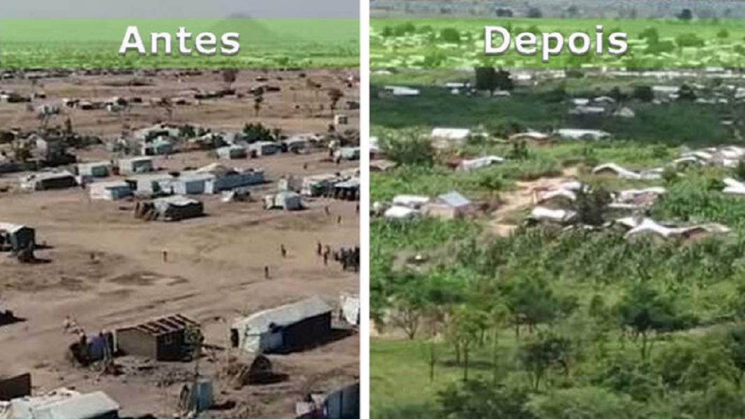 Refugiados em Camarões transformam acampamento no deserto em uma floresta exuberante