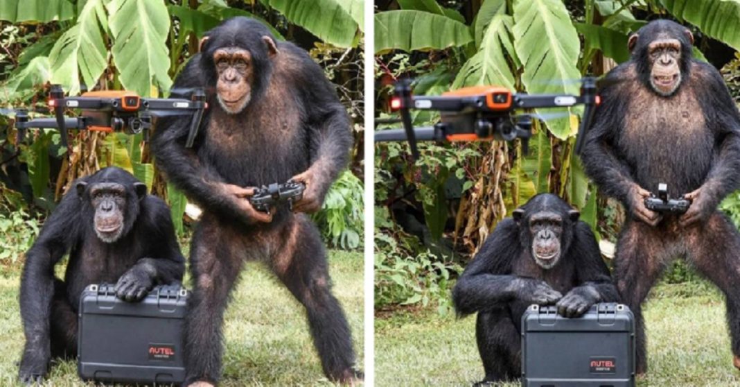 Macacos são vistos controlando drone e sorrindo