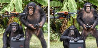 Macacos são vistos controlando drone e sorrindo