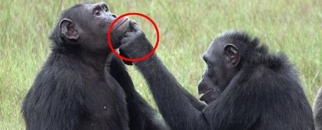 Chimpanzés usam insetos para tratar as feridas uns dos outros em comportamento nunca antes visto