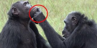 Chimpanzés usam insetos para tratar as feridas uns dos outros em comportamento nunca antes visto