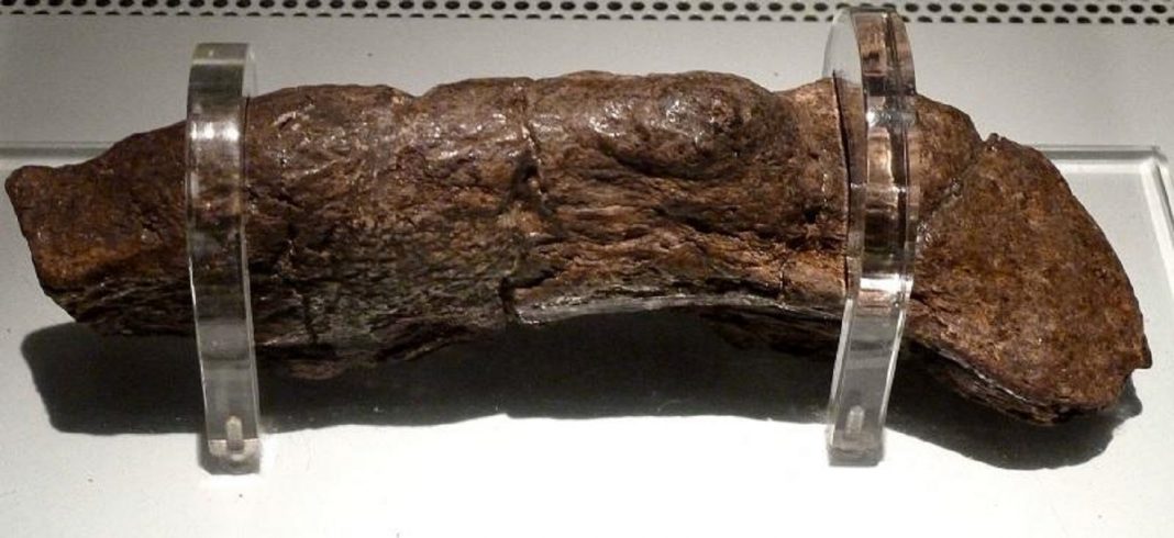 O maior fóssil de fezes humanas já encontrado veio de um viking doente