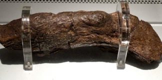 O maior fóssil de fezes humanas já encontrado veio de um viking doente
