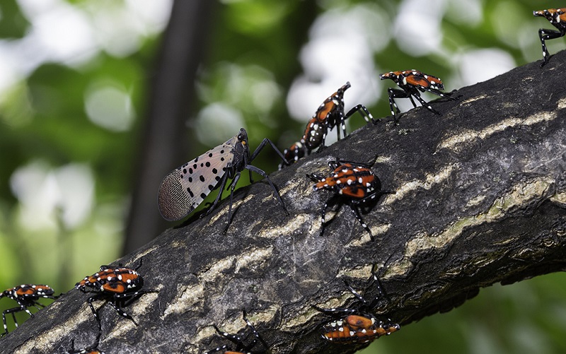 revistasaberesaude.com - “Se encontrar, mate!”, recomendam autoridades sobre nova espécie de inseto invasor nos EUA