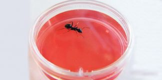 Formigas capazes de sentir o cheiro do câncer