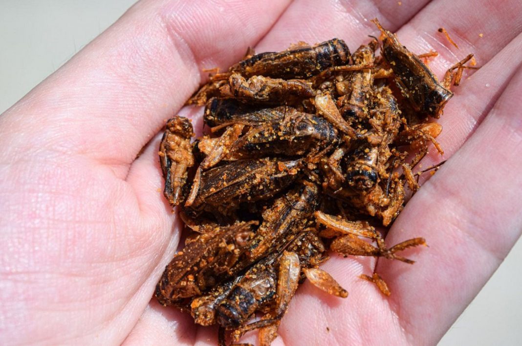 Cientistas dizem que comer insetos pode ser uma maneira de ajudar o planeta