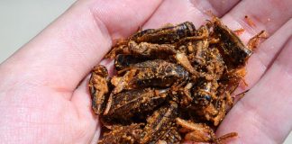 Cientistas dizem que comer insetos pode ser uma maneira de ajudar o planeta