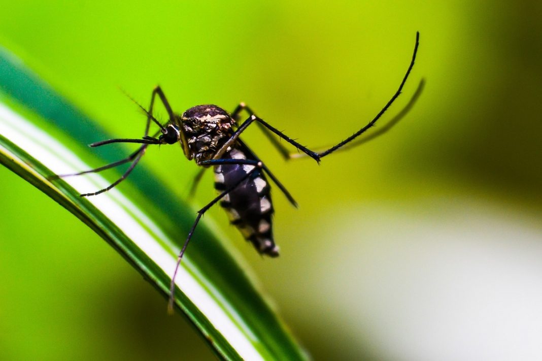 Vacina contra dengue tem resposta imune superior a 90%, segundo estudo clínico de fase 1