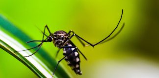 Vacina contra dengue tem resposta imune superior a 90%, segundo estudo clínico de fase 1