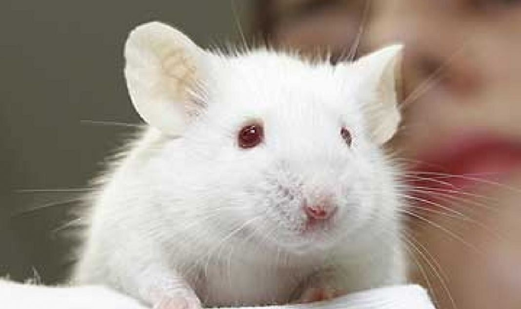 Terapia de rejuvenescimento celular reverte com segurança os sinais de envelhecimento em camundongos