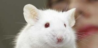 Terapia de rejuvenescimento celular reverte com segurança os sinais de envelhecimento em camundongos