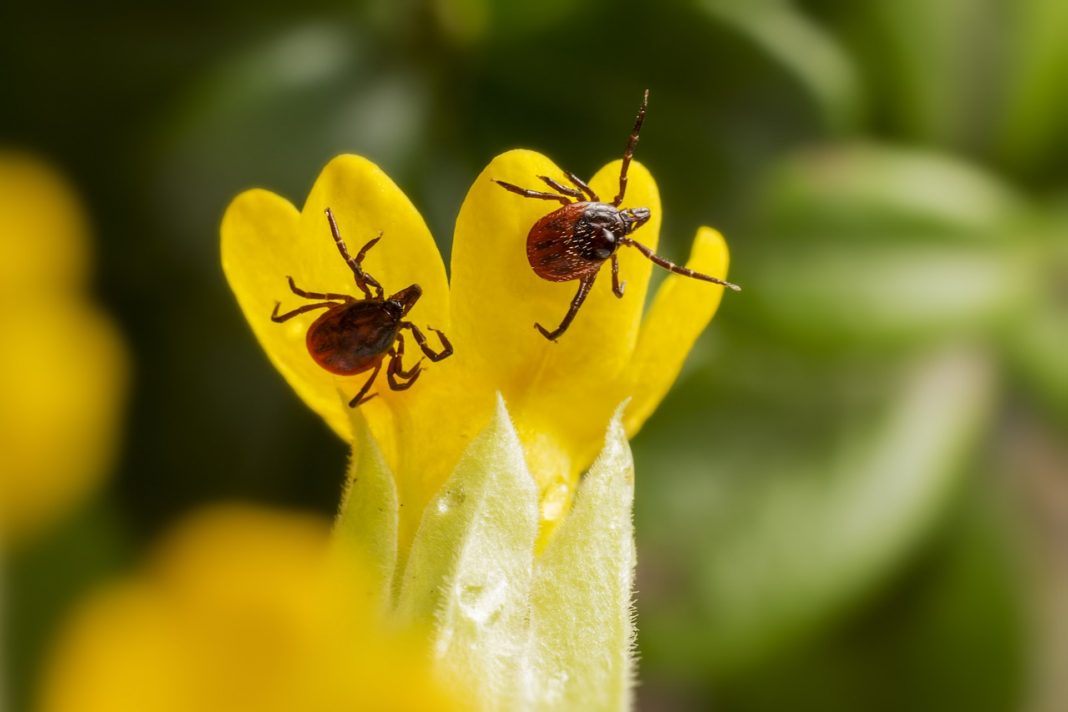 Uma proteína encontrada na saliva do carrapato pode ser convertida em um poderoso analgésico