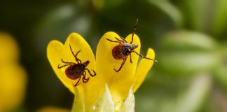 Uma proteína encontrada na saliva do carrapato pode ser convertida em um poderoso analgésico