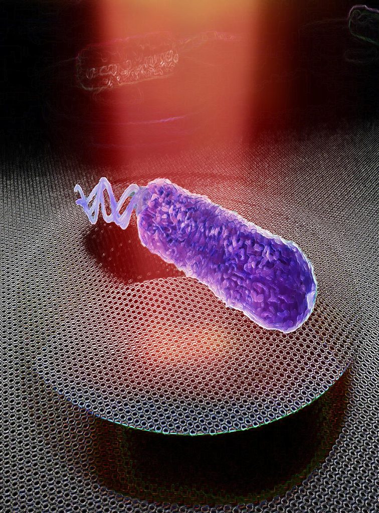 Bacterium on Graphene Drum 756x1024 1 - Como as bactérias soam? Trilhas sonoras bacterianas reveladas pela nanotecnologia