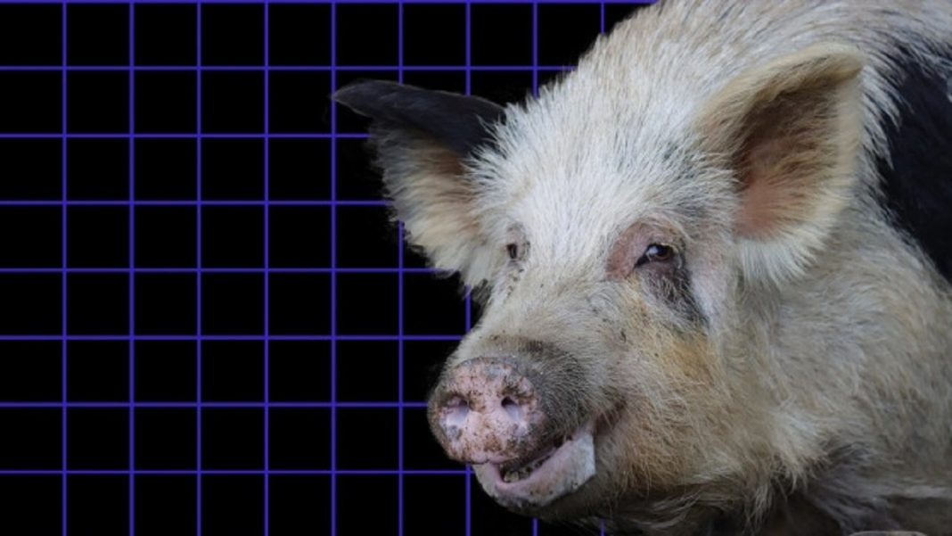 Porcos criados na Alemanha fornecerão órgãos para transplantes humanos