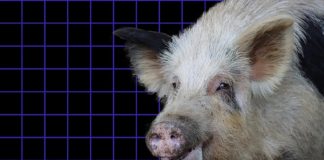 Porcos criados na Alemanha fornecerão órgãos para transplantes humanos