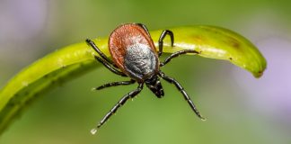 Carrapatos: para que servem? Qual é o seu papel no ecossistema?