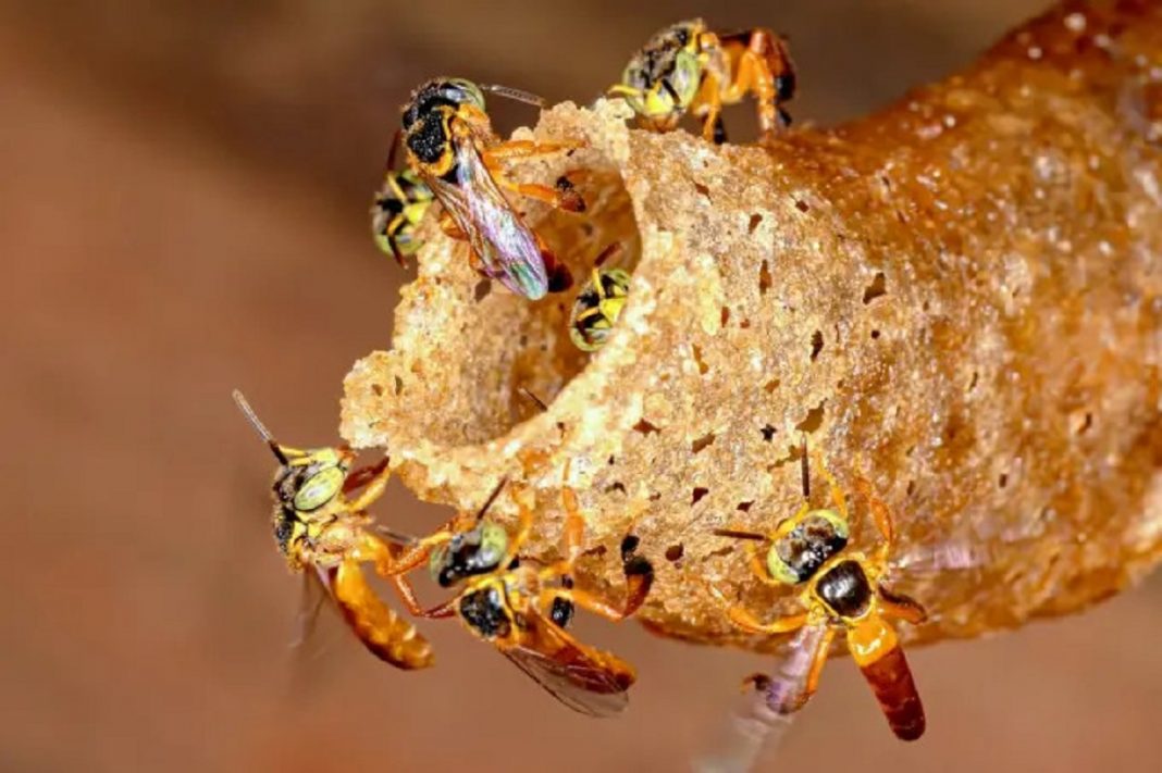 Guardas formam “barreira sanitária” e impedem entrada de abelhas jataí com fungo em ninhos