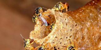 Guardas formam “barreira sanitária” e impedem entrada de abelhas jataí com fungo em ninhos