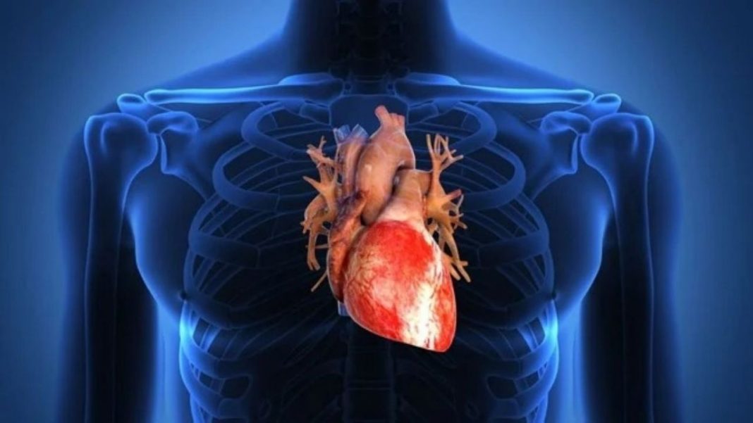 O coração humano pode se reparar, e agora sabemos quais células são cruciais para ele