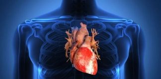 O coração humano pode se reparar, e agora sabemos quais células são cruciais para ele