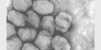 Ministério da Saúde investiga dois casos suspeitos de varíola dos macacos
