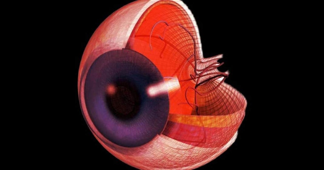 Pesquisadores trazem células do olho humano de volta à vida