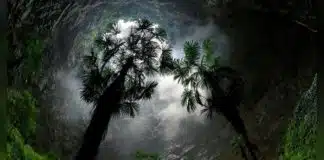 China: descoberta de um abismo gigante abrigando uma floresta primitiva