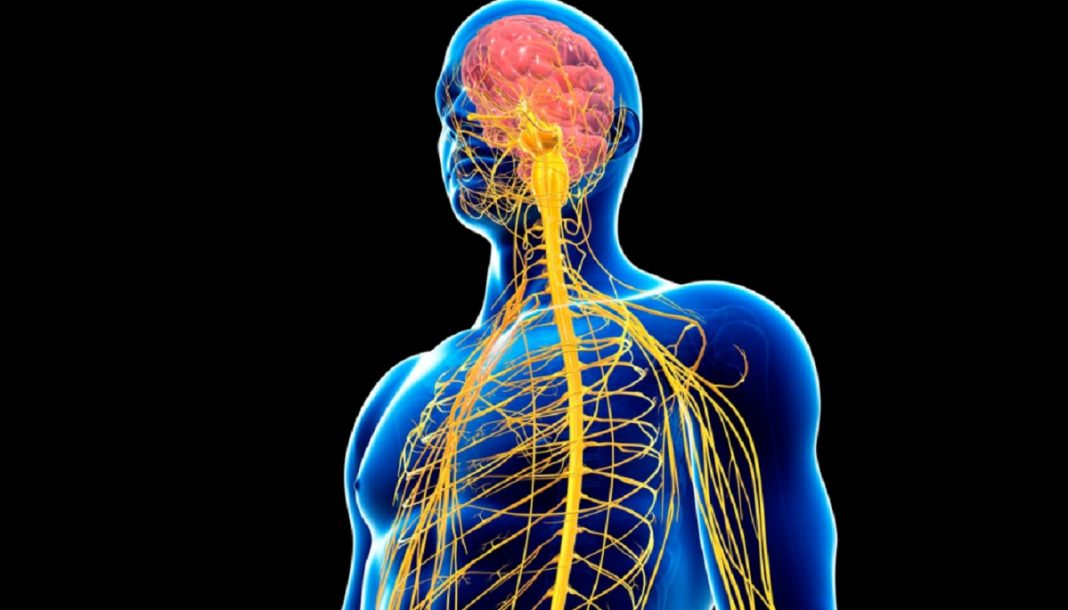 Inflamação crônica: eletroestimulação do nervo vago pode ser uma solução