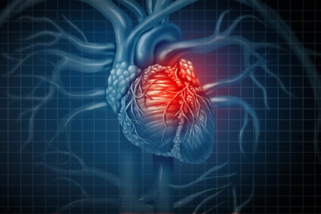Cientistas ‘curaram’ um ataque cardíaco em camundongos regenerando células musculares